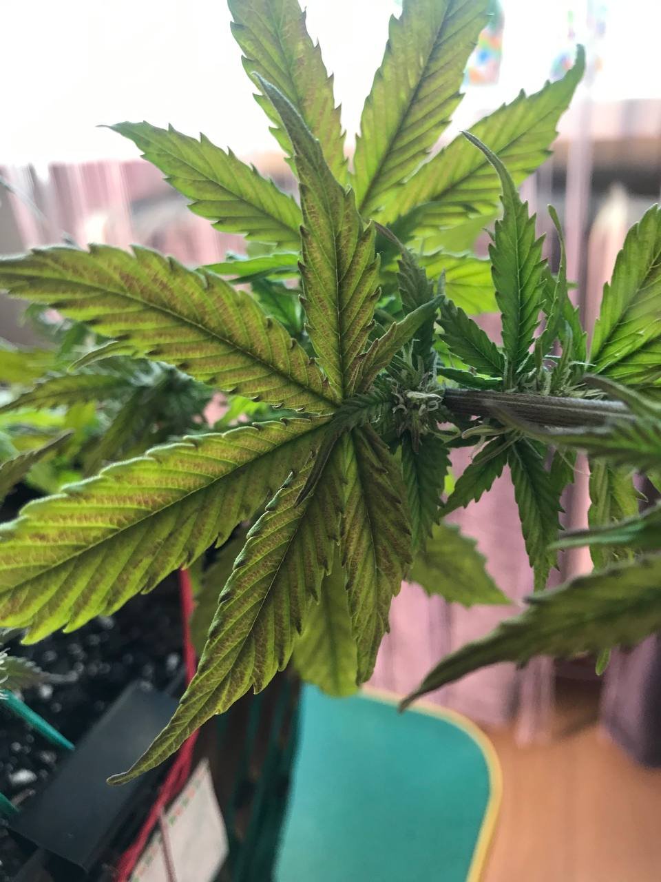 IMG_20230319_093935_324.jpg IMG_20230319_093935_324.jpg