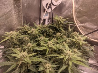 IMG_20230320_171018_597.jpg IMG_20230320_171018_597.jpg