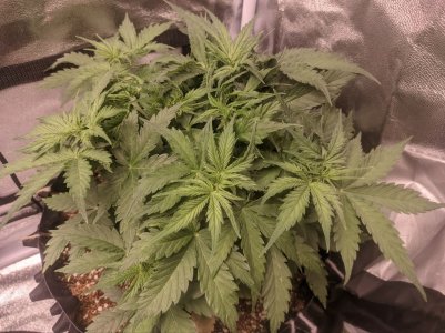 IMG_20230320_171031_907.jpg IMG_20230320_171031_907.jpg