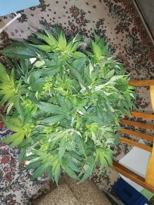 IMG_20230320_224624.jpg IMG_20230320_224624.jpg