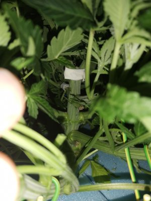 IMG_20230320_223104.jpg IMG_20230320_223104.jpg