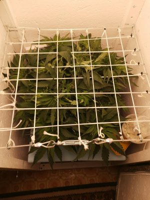 IMG_20230320_232625.jpg IMG_20230320_232625.jpg