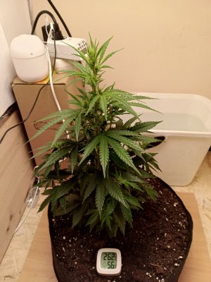 день 35 1.jpg день 35 1.jpg