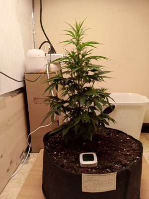 день 35 2.jpg день 35 2.jpg