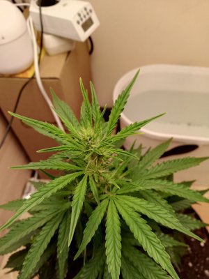 день 35 3.jpg день 35 3.jpg