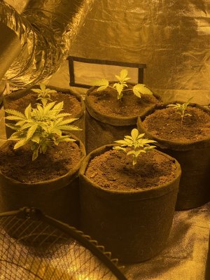 IMG_5637.JPG IMG_5637.JPG