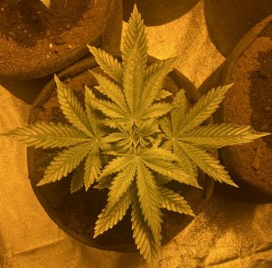 IMG_E5638.JPG IMG_E5638.JPG