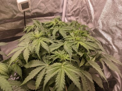 IMG_20230324_233002_329.jpg IMG_20230324_233002_329.jpg