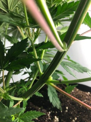 FFE149EC-B61F-41FE-A7E8-47C4EDD5A3FD.jpeg FFE149EC-B61F-41FE-A7E8-47C4EDD5A3FD.jpeg