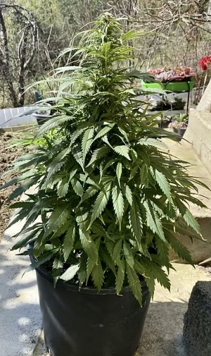 82A7F395-20A0-40EF-AA4E-AD68546F0FBC.jpeg 82A7F395-20A0-40EF-AA4E-AD68546F0FBC.jpeg