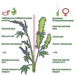 фитогормоны.jpg фитогормоны.jpg