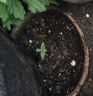 F2FCDD45-CDDF-4481-93CD-3C955DE05B50.jpeg F2FCDD45-CDDF-4481-93CD-3C955DE05B50.jpeg