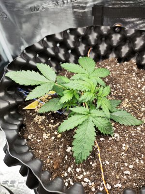 IMG_20230218_184411.jpg IMG_20230218_184411.jpg