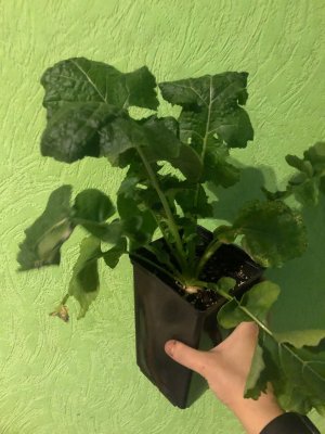 A06329F1-14A9-4139-A9AE-25E9710B3782.jpeg A06329F1-14A9-4139-A9AE-25E9710B3782.jpeg