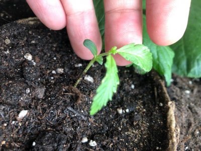 81A788F3-E88F-4EE4-B7DA-328B048761EE.jpeg 81A788F3-E88F-4EE4-B7DA-328B048761EE.jpeg