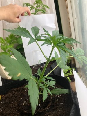 44A51D4A-A824-43DD-9CB8-AD05555747C6.jpeg 44A51D4A-A824-43DD-9CB8-AD05555747C6.jpeg