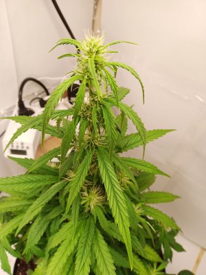 IMG_20230328_220455_536.jpg IMG_20230328_220455_536.jpg