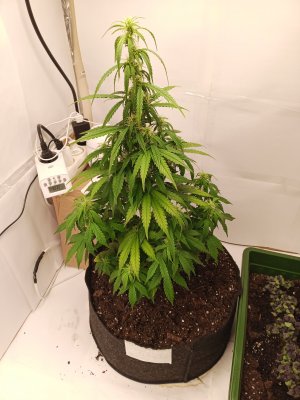 IMG_20230328_220426_245.jpg IMG_20230328_220426_245.jpg