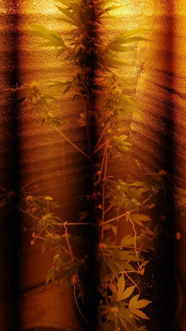 IMG_20230329_213622_823.jpg IMG_20230329_213622_823.jpg