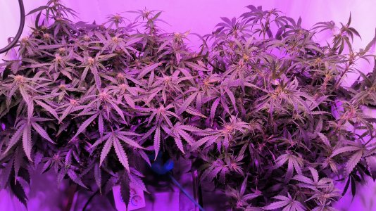 29 (3).jpg 29 (3).jpg