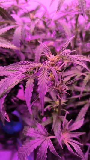 29 (5).jpg 29 (5).jpg