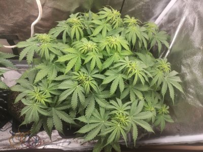 IMG_20230331_233040_214.jpg IMG_20230331_233040_214.jpg