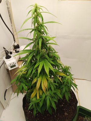 день 46 1.jpg день 46 1.jpg