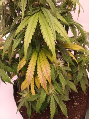 день 46 3.jpg день 46 3.jpg