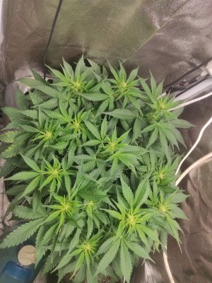 IMG_20230403_113723_532.jpg IMG_20230403_113723_532.jpg