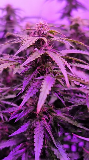 Горилла Горилла