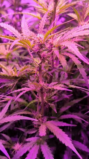 Лимончик Лимончик