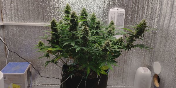 IMG_20230404_200035.jpg IMG_20230404_200035.jpg