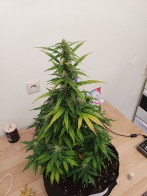 день 50 1.jpg день 50 1.jpg