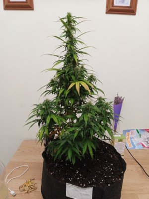 день 50 2.jpg день 50 2.jpg