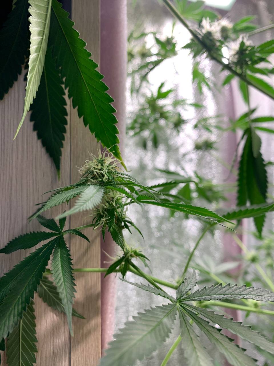 photo1680420720 (3).jpeg