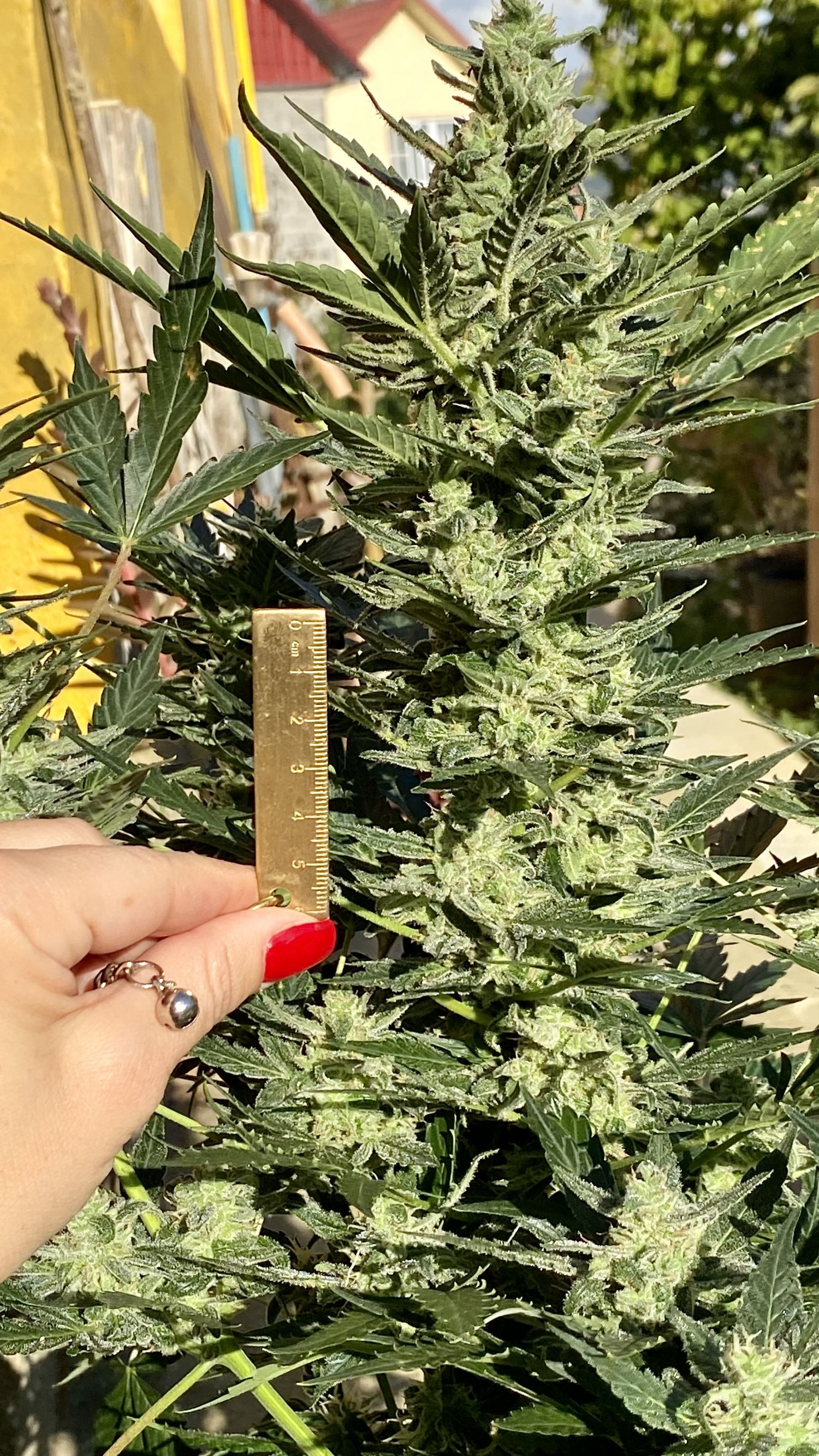 IMG_7291.jpeg IMG_7291.jpeg