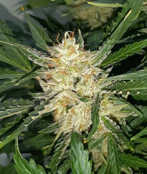 20230407_160715.jpg 20230407_160715.jpg