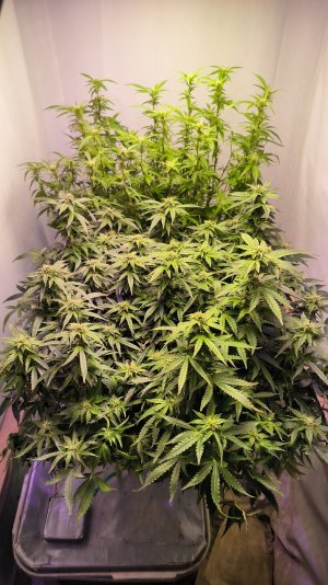 IMG_20230407_223859.jpg IMG_20230407_223859.jpg