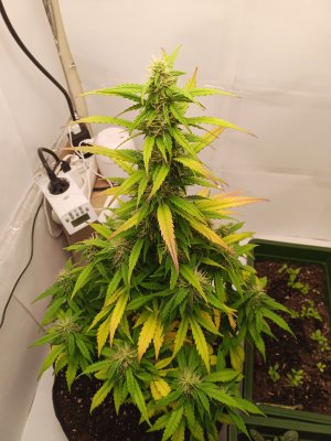 день 54 1.jpg день 54 1.jpg