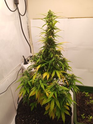 день 54 2.jpg день 54 2.jpg