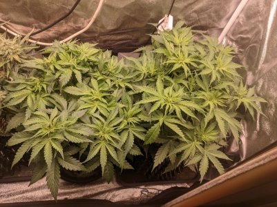 IMG_20230326_161324_028.jpg IMG_20230326_161324_028.jpg