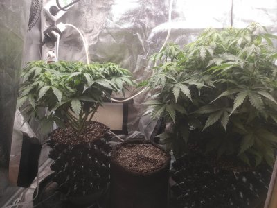 IMG_20230331_233040_013.jpg IMG_20230331_233040_013.jpg