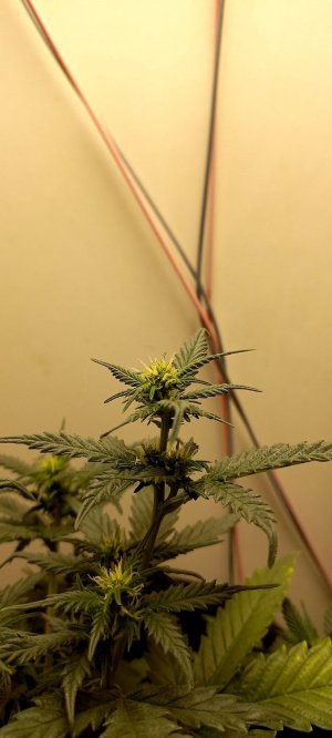 EzYs2yPYXiU.jpg EzYs2yPYXiU.jpg