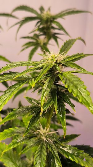 IMG_20230410_203713.jpg IMG_20230410_203713.jpg