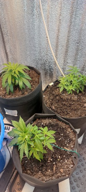 IMG_20230412_225950.jpg IMG_20230412_225950.jpg