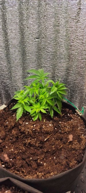 IMG_20230412_230202.jpg IMG_20230412_230202.jpg