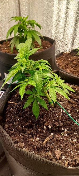 IMG_20230412_230302.jpg IMG_20230412_230302.jpg