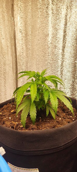 IMG_20230412_230147.jpg IMG_20230412_230147.jpg