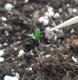 20230413_191526.jpg 20230413_191526.jpg