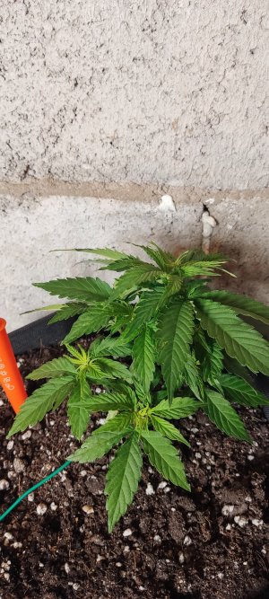 IMG_20230413_202528.jpg IMG_20230413_202528.jpg